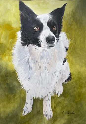 Dodge, Border Collie.